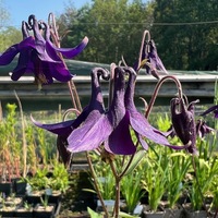 Aquilegia kuhistanica
